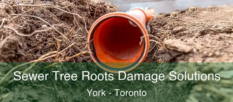  Sewer Tree Roots Damage Solutions York - Toronto